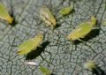 Illinoia liriodendri